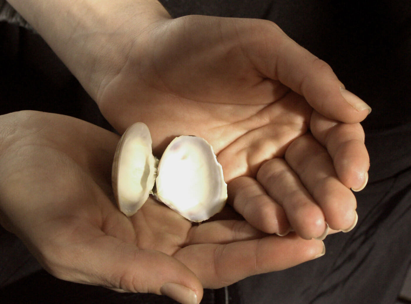 Close-up photograph of open hands cradling a small seashell in soft natural light.